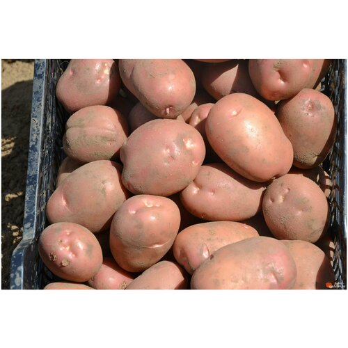 Картофель семенной селекционный сортовой Рикарда клубни 2 кг, цена 680р