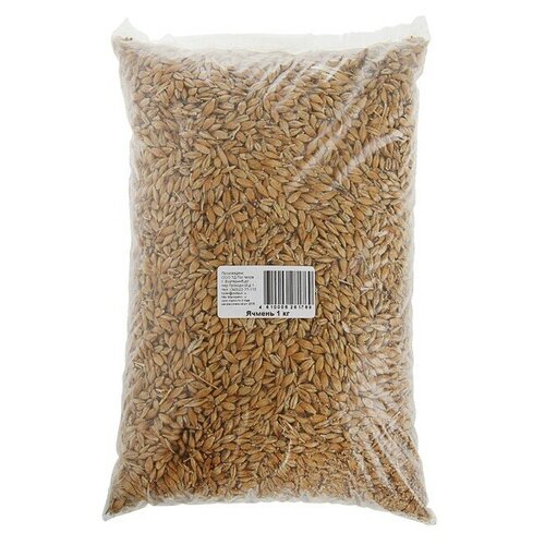 Семена Ячмень 1 кг, цена 177р