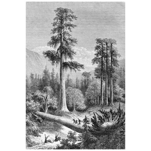      (Coniferous forest) 40. x 59.,  1940