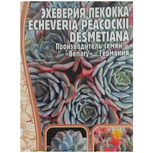     (Echeveria Peacockii desmetiana) (5 ),  210  ..