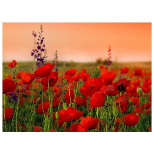       (Field of poppies) 1 41. x 30.,  1260  
