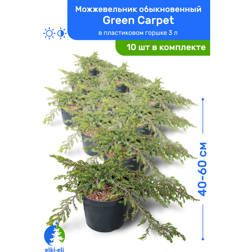 Можжевельник обыкновенный Green Carpet (Грин Карпет) 40-60 см в пластиковом горшке 3 л, саженец, хвойное живое растение, комплект из 10 шт, цена 21500р