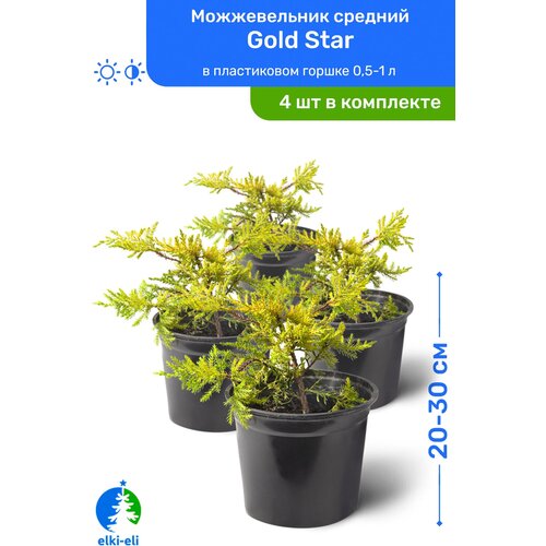 Можжевельник средний Gold Star (Голд Стар) 20-30 см в пластиковом горшке 0,5-1 л, саженец, хвойное живое растение, комплект из 4 шт, цена 4380р
