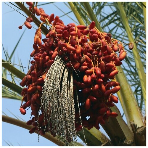     Mazafati dates 20 .,  ,  550