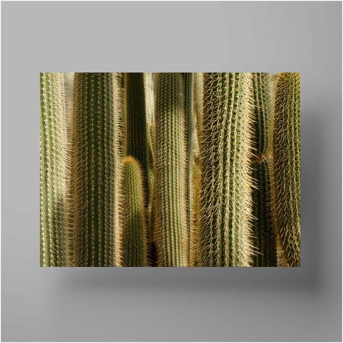  , Cactus 30x40 ,    ,  590