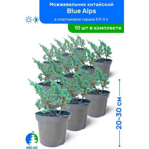 Можжевельник китайский Blue Alps (Блю Альпс) 20-30 см в пластиковом горшке 0,9-3 л, саженец, хвойное живое растение, комплект из 10 шт, цена 9950р
