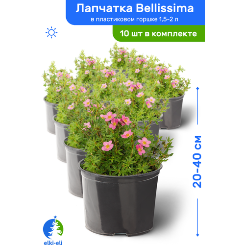 Лапчатка Bellissima (Белисима) 20-40 см в пластиковом горшке 1,5-2 л, саженец, лиственное живое растение, комплект из 10 шт, цена 9718р