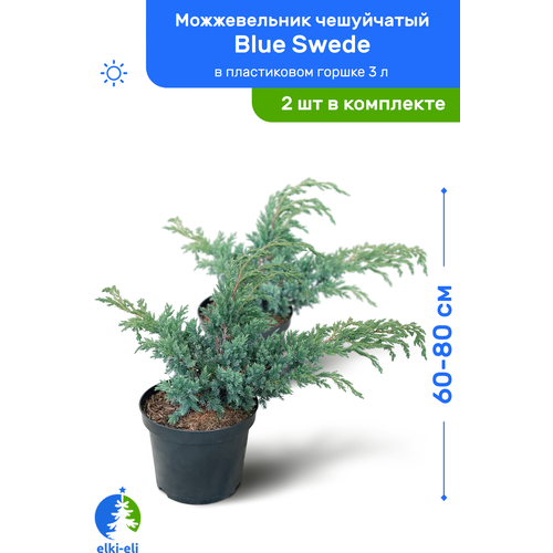Можжевельник чешуйчатый Blue Swede (Блю Свид) 60-80 см в пластиковом горшке 3 л, саженец, хвойное живое растение, комплект из 2 шт, цена 7500р
