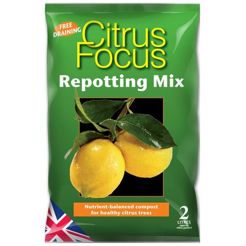  Citrus Focus 2 ,  1200