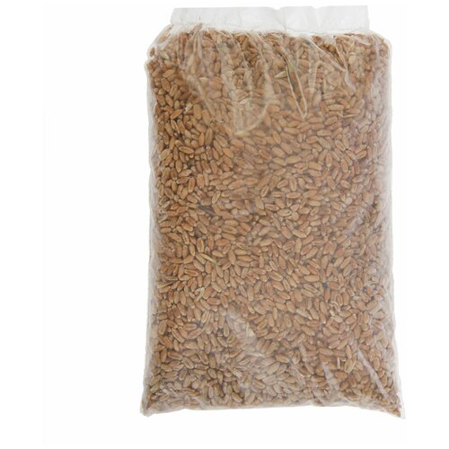 Семена Пшеница, 0,3 кг, цена 80р