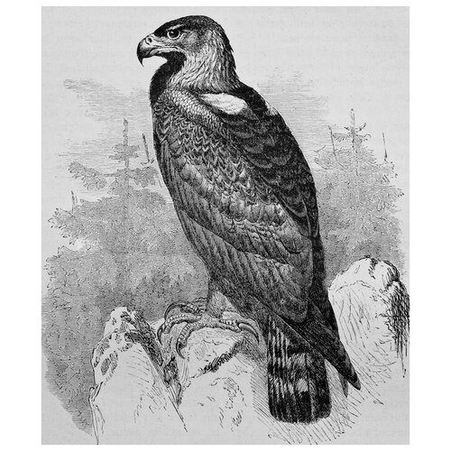     (Eagle) 2 40. x 48.,  1680