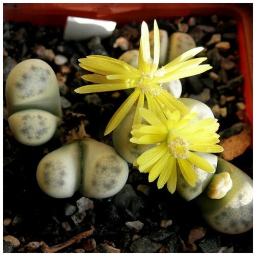     Lithops Dinteri C180 10 .,  400