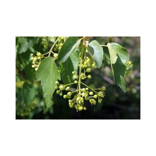   -   (. Acer oliverianum)  10,  350