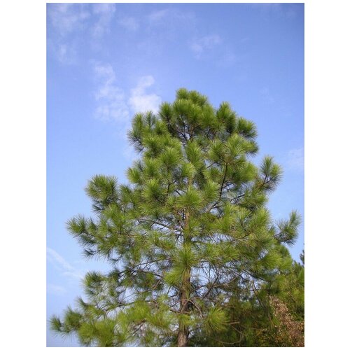    /    /  / Pinus massoniana, 20 ,  374