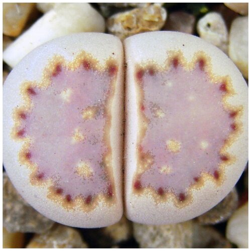     Lithops julii ssp. fulleri 10 .,  350