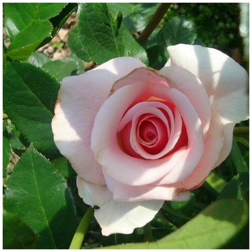 Роза чайно-гибридная Вивальди ( 40-60 см С5 ), цена 2979р