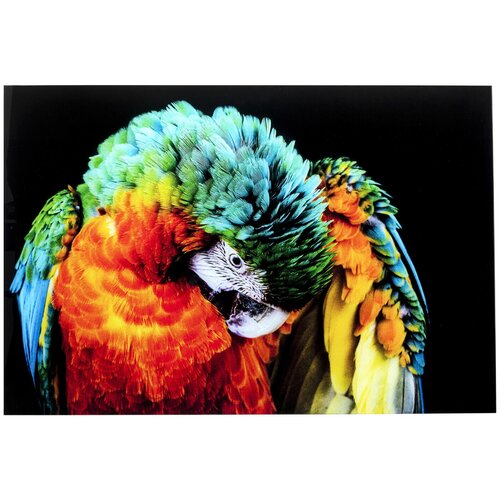 KARE Design  Parrot,  