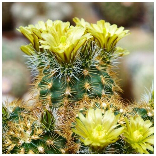     Echinocereus corelii SB-743 10 .,  350