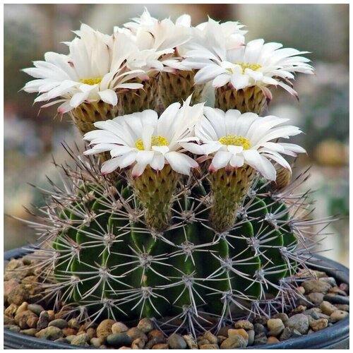      Acanthocalycium klimpelianum P-91 10 .,  350 