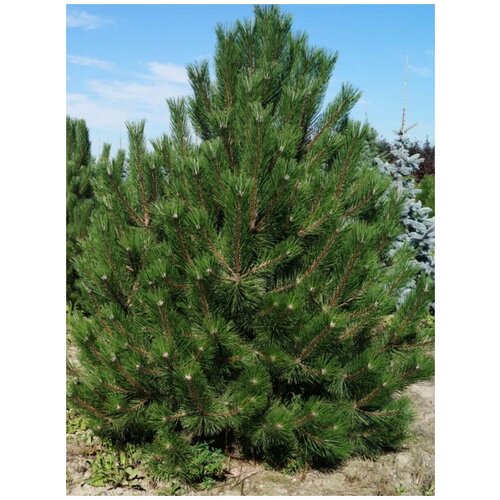    () / Pinus nigra pallasiana, 150 ,  855