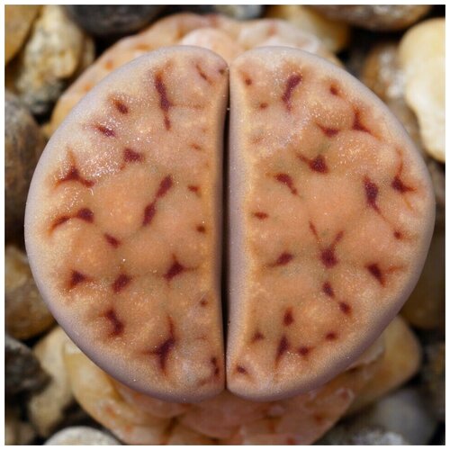     Lithops karasmontana ssp. eberlanzii C-209 10 .,  350