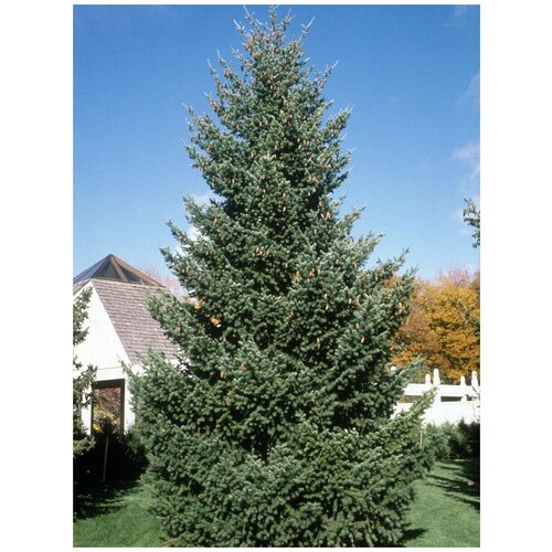    (Picea sitchensis), 20 ,  347
