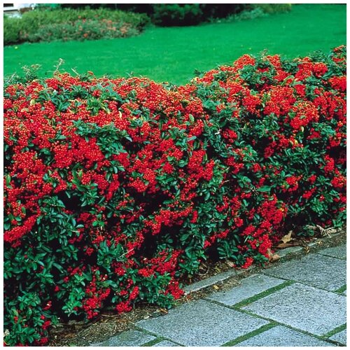  - (. Pyracantha coccinea)  50,  350