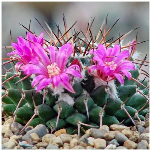     Mammillaria zuccariniana Rog-116 10 .,  350