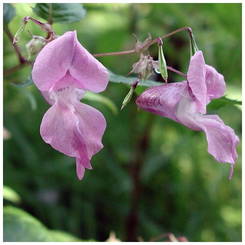   (. Impatiens)  10 ,  290 MagicForestSeeds