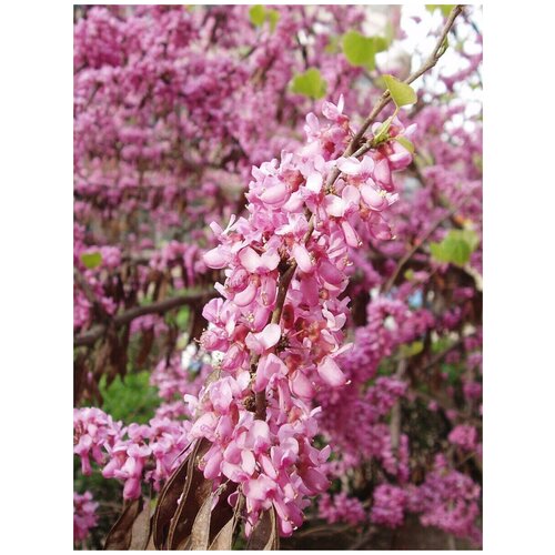    () / Cercis chinensis, 15 ,  365