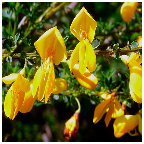  (. Cytisus Villosus )  10,  360