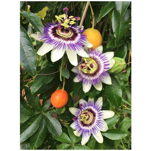   ( ) / Passiflora edulis, 5 ,  356
