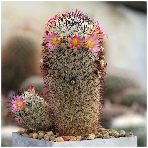     Mammillaria microchelia ML-285 10 .,  350