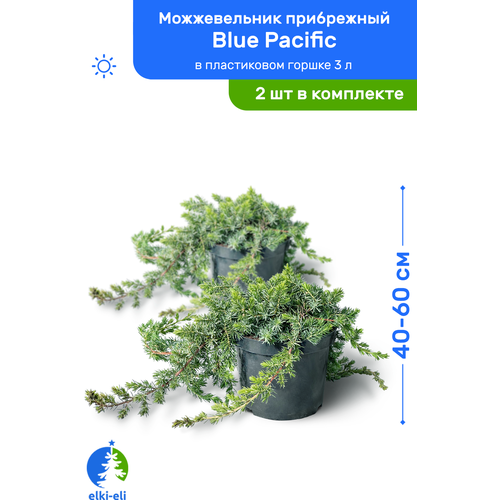 Можжевельник прибрежный Blue Pacific (Блю Пацифик) 40-60 см в пластиковом горшке 3 л, саженец, хвойное живое растение, комплект из 2 шт, цена 5100р