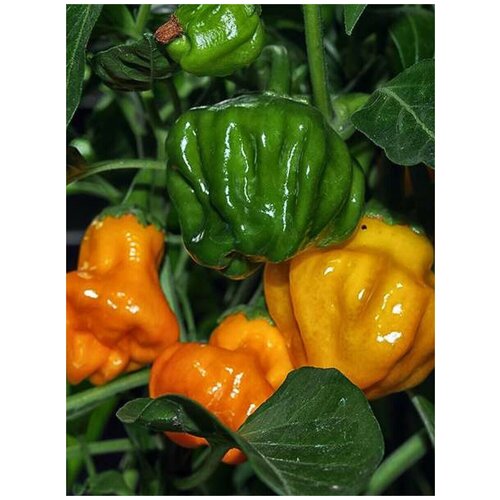    Jamaican hot orange /  , 5 ,  315
