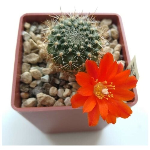     Rebutia ithyacantha L-350 10 .,  350