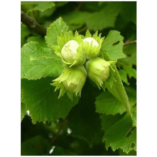    ( ) / Corylus avellana, 10 ,  430