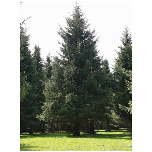   - /    / Picea schrenkiana tianschanica, 20 ,  365