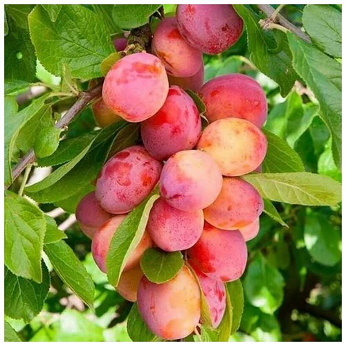   (. Prunus cerasifera)  5,  450