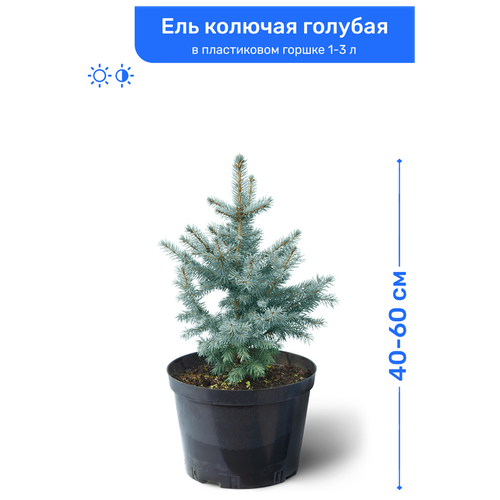 Ель колючая голубая 40-60 см в пластиковом горшке 1-3 л, саженец, хвойное живое растение, цена 3750р
