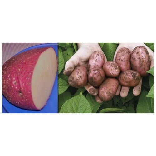 Картофель семенной селекционный сортовой Сарпо Мира клубни 1 кг, цена 490р