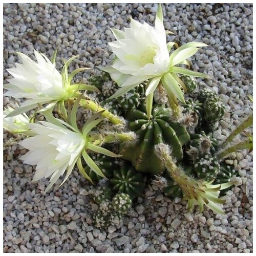     Echinopsis subdenudata 10 .,  350