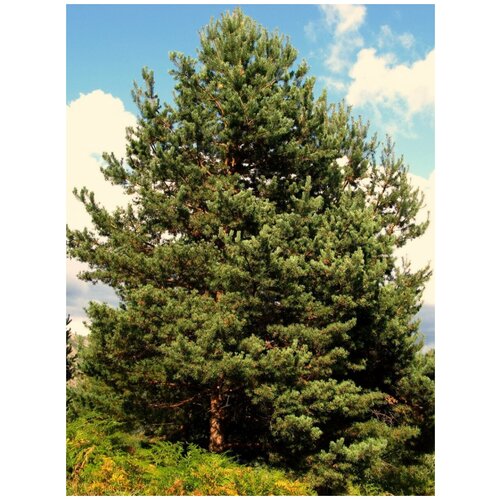    / Pinus sylvestris, 55 ,  338