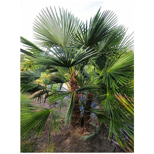     /    / Trachycarpus fortunei, 30 ,  1170