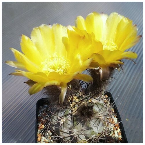     Acanthocalycium glaucum P-143 10 .,  350