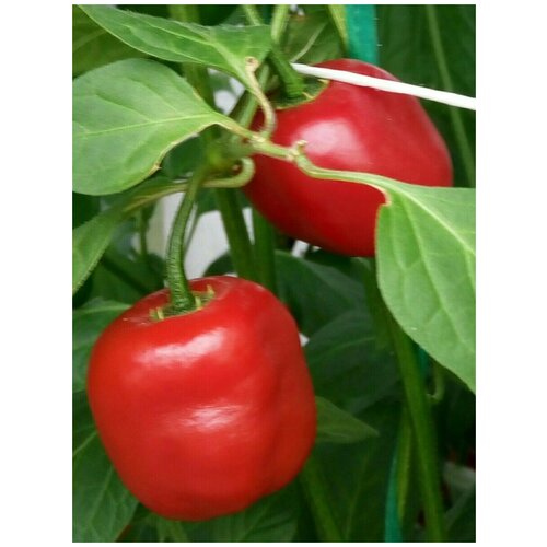    Rocoto red ( ), 5 ,  342