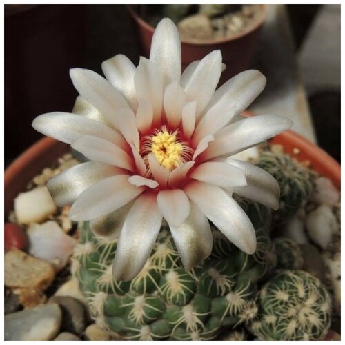     Gymnocalycium calochlorum 10 .,  350