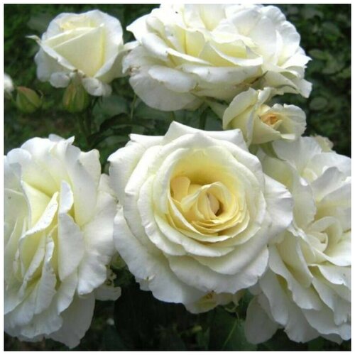 Роза плетистая Шнеевальцер ( 20-40 см С3,5 ), цена 2108р