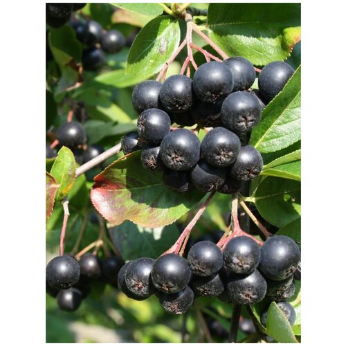   ()  /  / Aronia melanocarpa, 20 ,  330