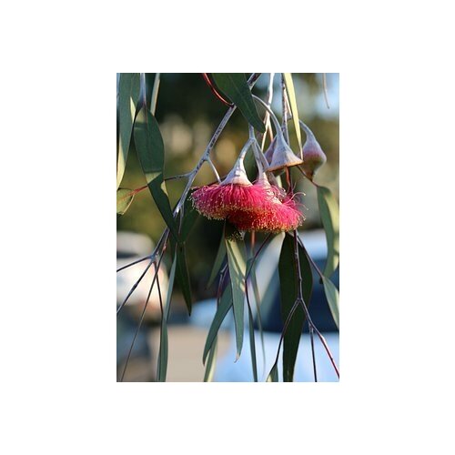   -   -   (. Eucalyptus hybrida)  500,  490